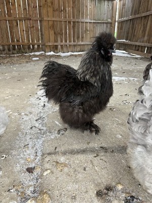 Silkie Chicken Hatching Eggs 6+ Fertile, Frizzles & Satins Possible