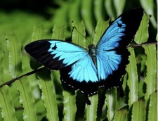 Violet Van Gogh Paint By Numbers Kit "Butterfly Blue" 16x20 Canvas