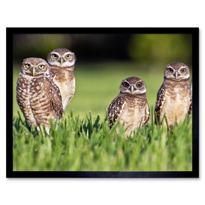 Vier Eulen niedliche Gras Vögel Natur Fotografie Wandkunstdruck gerahmt 12x16