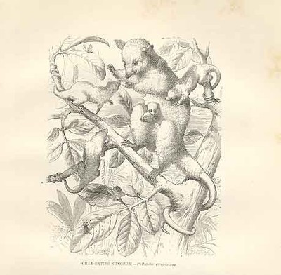 Original alter antiker Druck Krabben essen Opossum 1862 Holz's Naturgeschichte A