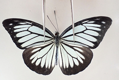 PI4783. Insects, butterflies: Pieridae sp. South Vietnam. Bao Loc