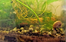 12 3 Ramshorn Snails Algae Cleaning Crew Feeders Live Aquarium Easy Care Snails