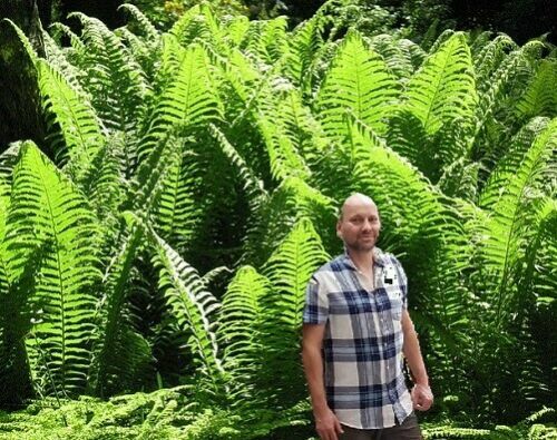 2 winterharte Farne schnellwchsige exotische Pflanzen fr den Garten |  eBay.de