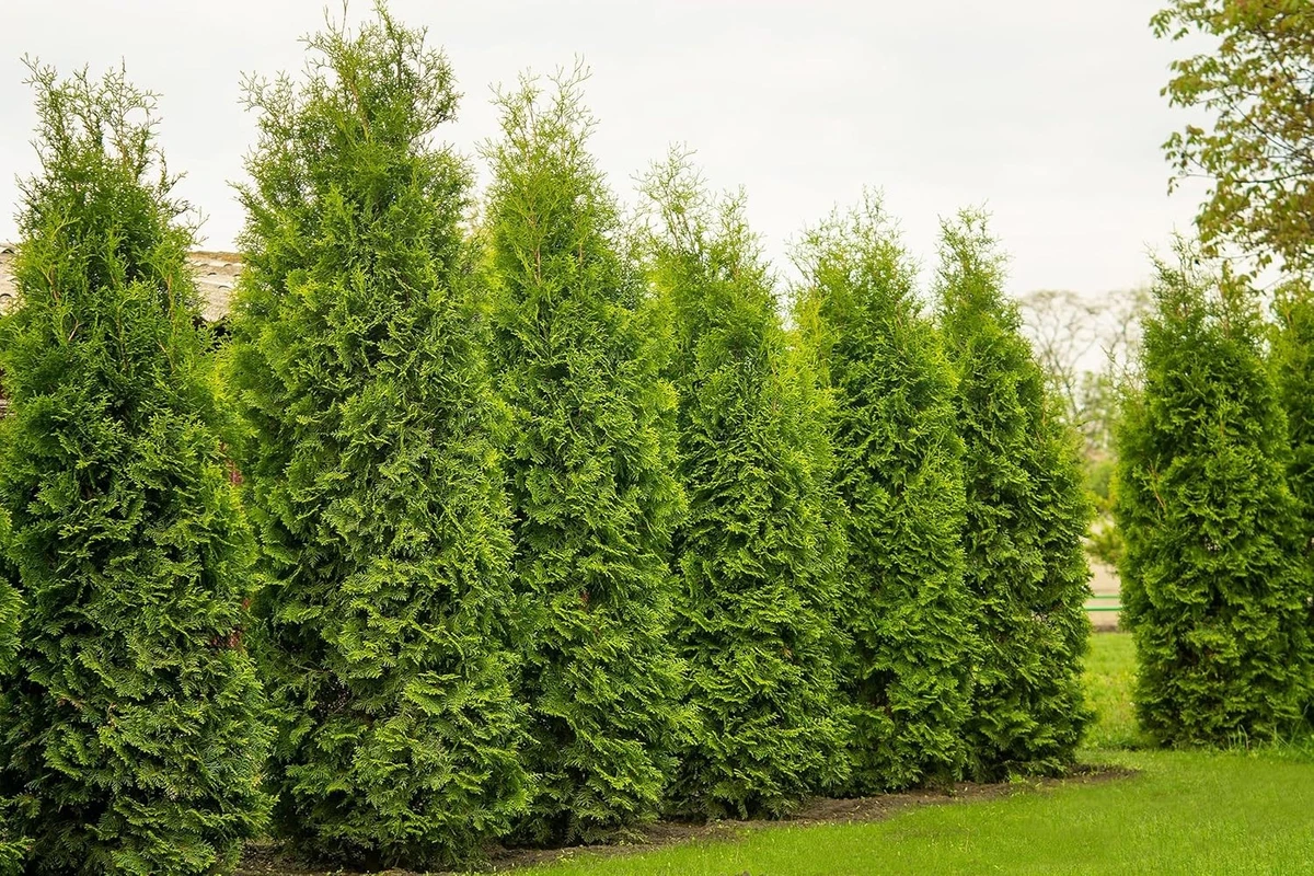 taxus bodendecker Taxus baccata 'Repandens' / Bodendeckereibe