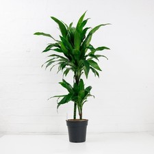 Dracaena Fragrans ‘Janet Craig’