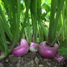 Turnip Seeds,  Purple Top Turnip Seeds, "COOL BEANS N SPROUTS" Brand. Heirloom. 
