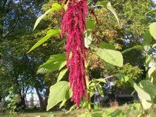 100 SEEDS LOVE LIES BLEEDING AMARANTHUS