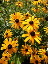 7 Young Plants Black Eyed Susan Flower Perennian& Bare Roots