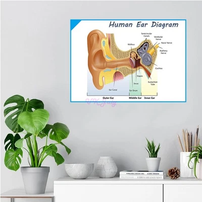 Ear Physiology Diagram Human Ear Educational Science Wall Poster Unframed. - Bild 1 von 4
