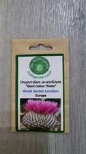 Onopordum acanthium Giant Cotton Thistle pollinator friendly Seeds Fresh Viable