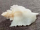 Pterynotus pellucidus 39 mm F+++ angelic white "deep water specie" rarely seen