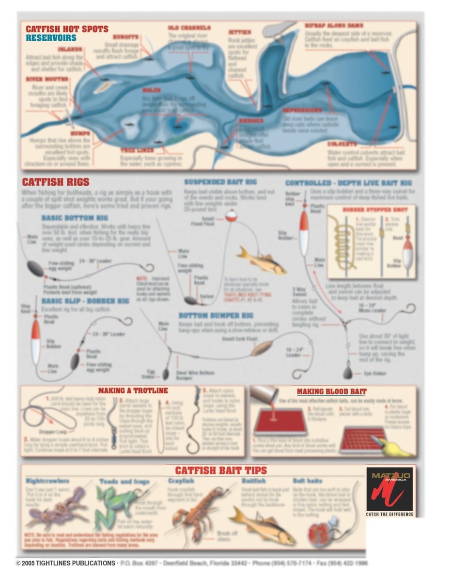 Catfish Fish Identification #13 (Rigs & Fishing Strategies