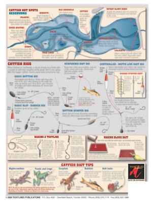SHU様 確認用　5.8 catfish SHU様 確認用 5.8 catfish Japanese eel catfish, Plotosus