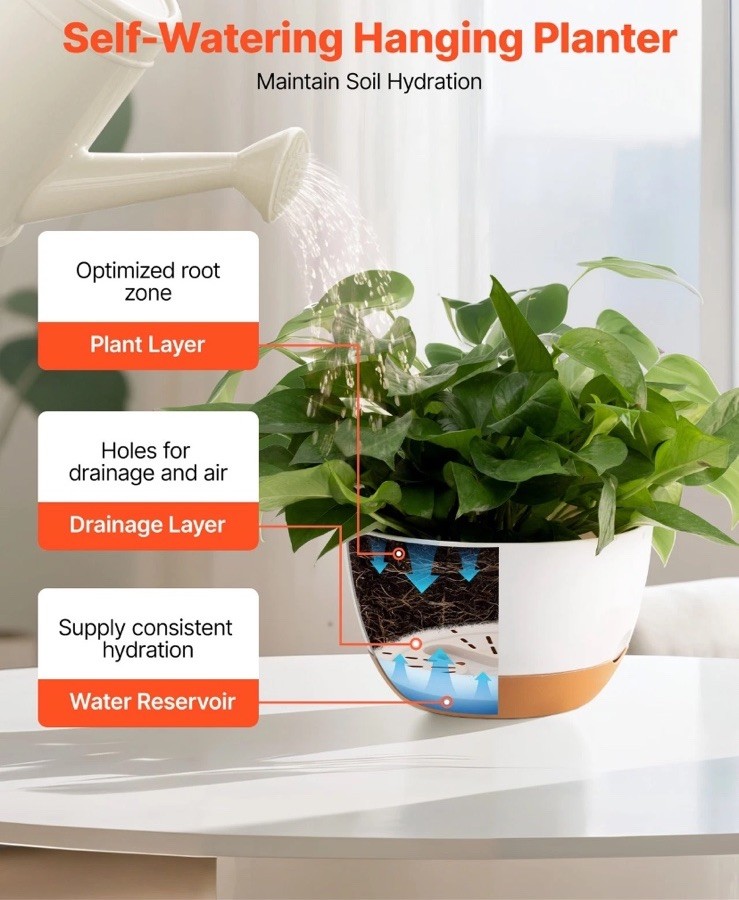 camo pothos Homalomena Camouflage – The Plant Boys