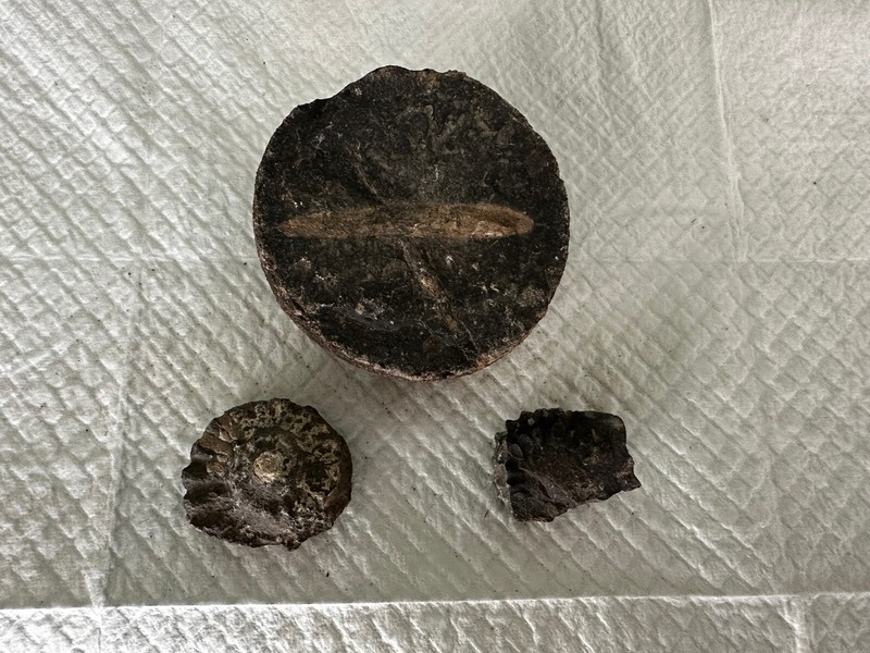 Group Of Fossils