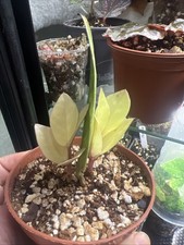 Variegated ZZ Plant. Rooted Completely. Very Rare Plant
