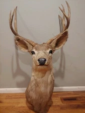 Mule Deer Mount. 1930 Colorado Buck with Original Tag.  Antlers Head Cape