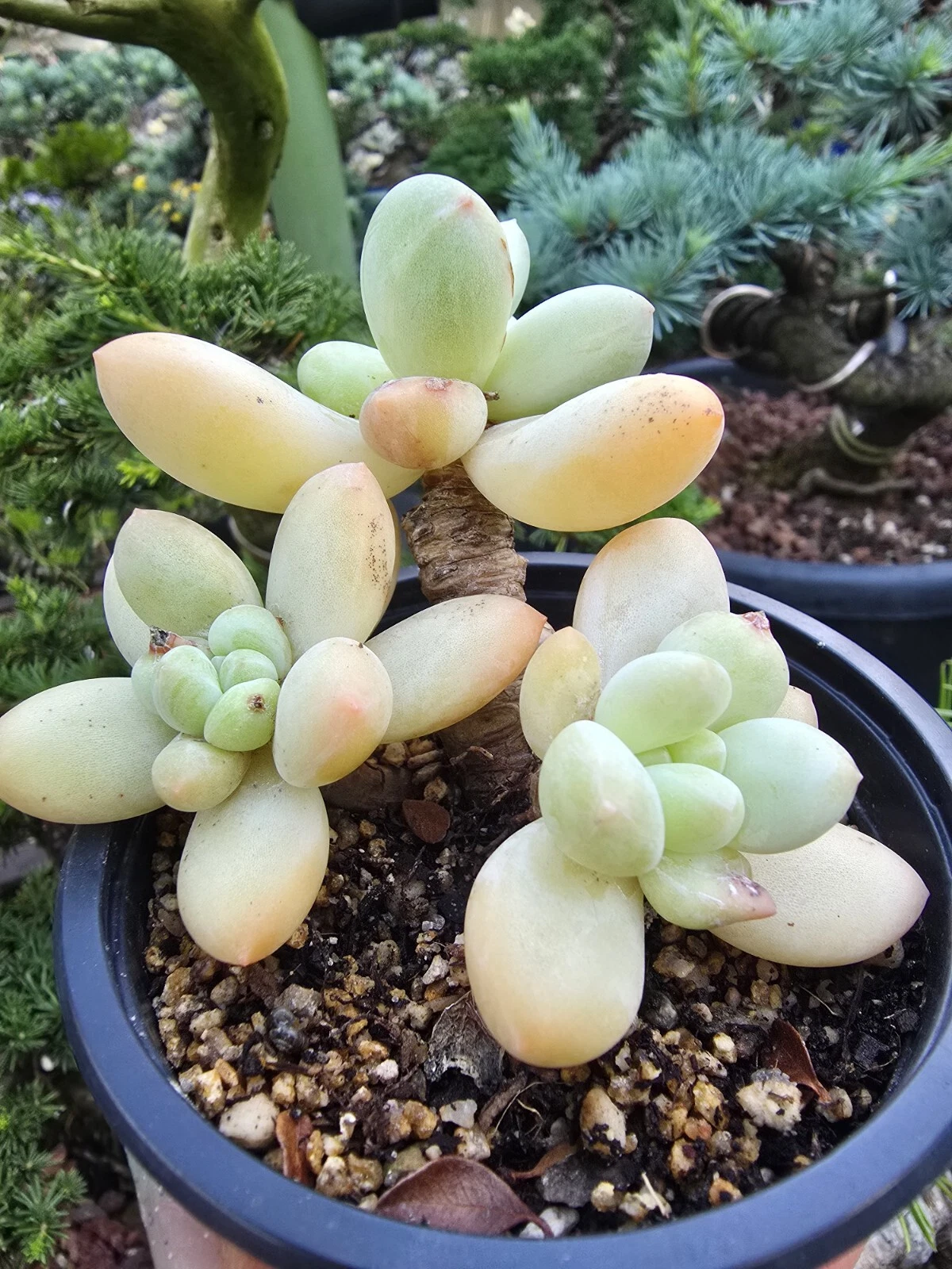 Picture 2 of 3
