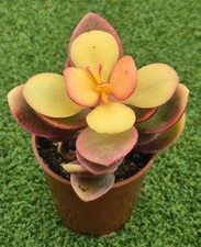 Crassula ovata 'Hummel's Helios' - Rare