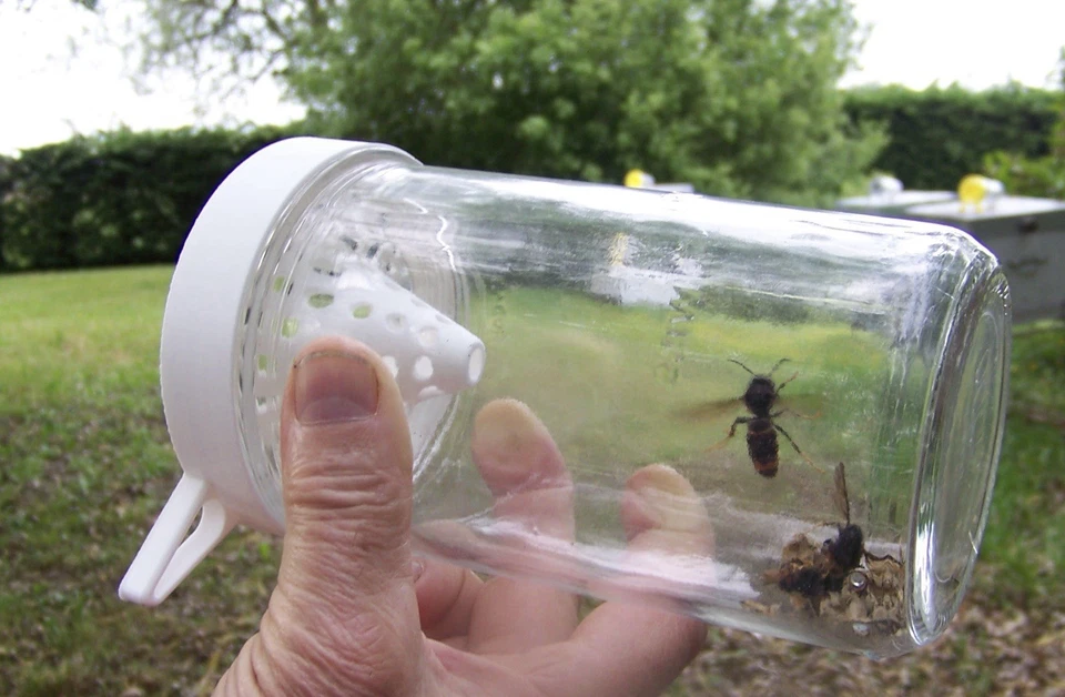 Piège à frelon asiatique sélectif  abeilles épargnées – jardinage & jardin - Photo 1/4
