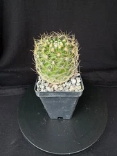 Discocactus araneispinus, cephalium bearing cactus plant