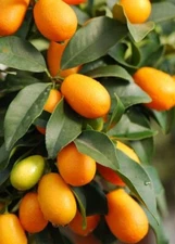 Fortunella crassifolia Meiwa MEIWA SWEET KUMQUAT Tree SEEDS!