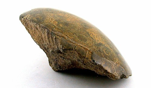 215 Gram AAA Polished Indonesian Coral Fossil Cabochon Rough EBS179 - Picture 2 of 4