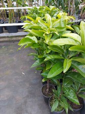 Schwarze Sapote Diospyros nigra ca. 80 cm immergr&uuml;n