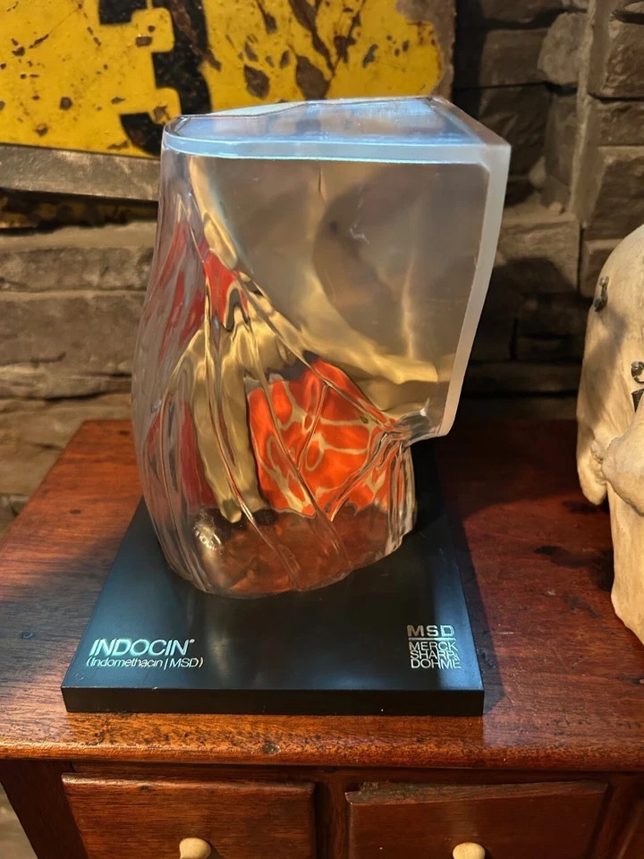 Vintage Medical Anatomical Knee Model Merck - Indocin