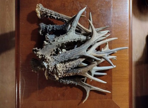 Set - 10 Roe Deer Roebuck Deer Antlers - Antler Dog Chew Nutritional Treat Toy - Picture 6 of 7