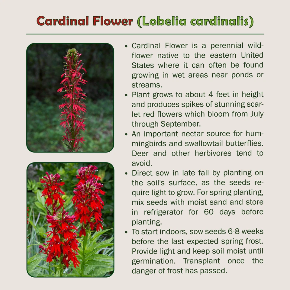 1400 Cardinal Flower Seeds, Lobelia cardinalis, Hummingbird Attractor - Image 2 of 2