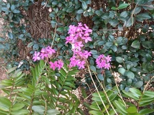 Epidendrum Orchid Keikis, 20pcs Rooted Purple/Lavender FREE+ Bonus SHIPPING 