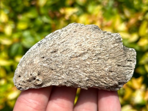 RARE Sauropod Dinosaur Claw Fossil 3.11” Madagascar Jurassic Age Isalo IIIb Fm - Picture 12 of 20