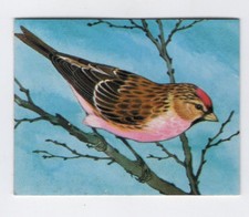 Greggs NZ aquatic birds 1974. Redpoll
