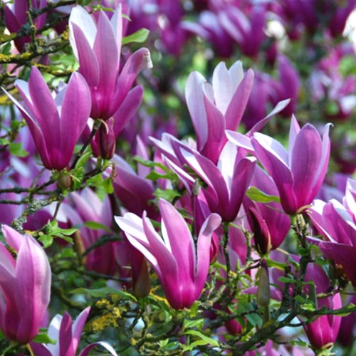 Magnolia liliiflora 'Nigra' Deciduous Hardy Outdoor Garden Shrub in 9cm Pot - Picture 2 of 10