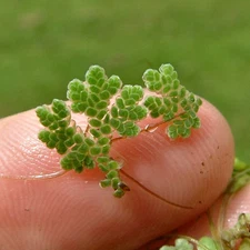 Azolla Mosquito Fern WaterVelvet Fairy Moss Pond Bog Plant Fish Food 2 Cups