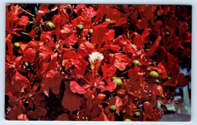 Close up of Flamboyant in full bloom PUERTO RICO Postcard