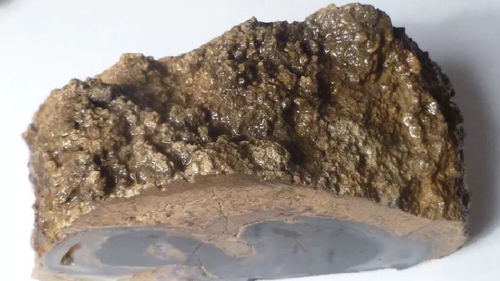 4 1/2 Zoll Blauwald versteinertes Holz Eozän Zeitalter Eden Valley Wyoming 540 Gramm - Bild 7 von 7