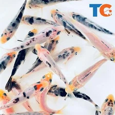 Mystery White Koi Fish For Sale – Buy Live Koi Online | Toledo Goldfish & Koi