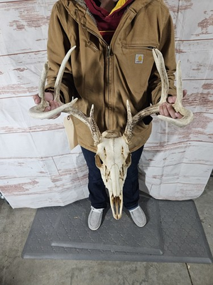 #ad Wild 9 Point Whitetail Deer Antler Rack Horn Skull European Mount Man Cave 123quot; $129.00