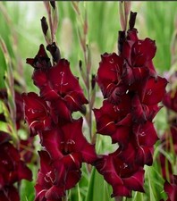 BLACK SEA Large Flowering Gladiolus- Top Size 12/14 cm Bulbs - US Seller