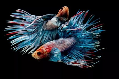 Betta Fish Half Moon Siamese Fighting Framed Wall Art - Aquarium Photo Poster