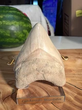 Lee Creek Megladon Shark Tooth.  4.95 Inches  (No Restoration Or Repairs)