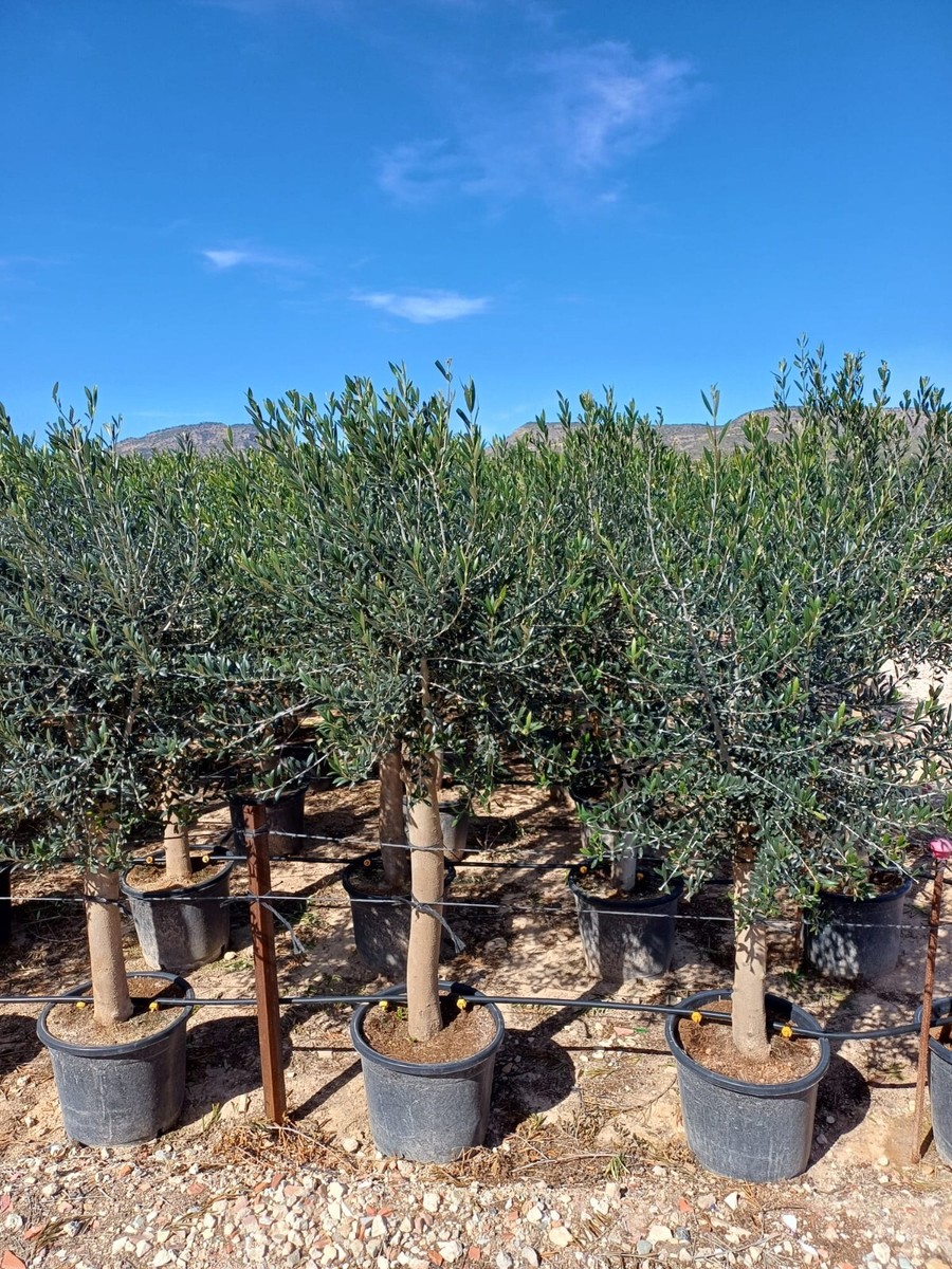 japanische stechpalme formschnitt Ilex crenata