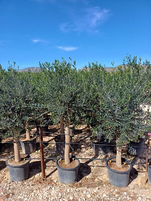 Olivenbaum Olive "25 Jahre" 160 cm, A+ Qualitt, winterhart, Olea Lechin |  eBay.de