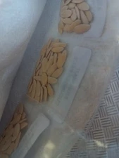 Armenian Cucumber Seeds| Metki Pale| White Serpent| NON-GMO| Burpless| 25 seeds 