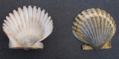 10 Natural Bay Scallop Shells 2'' - 4''               bcx