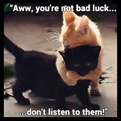 Aww You're Not Bad Luck Don't Listen To Them Cat Kitten Best