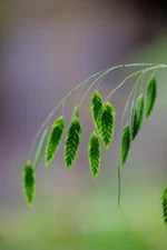 100 Indian Woodoats Grass Seeds for Planting - Chasmanthium latifolium