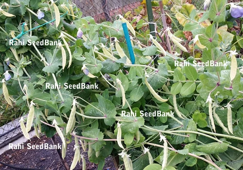Golden-Yellow Snow Peas - A Rare & Most Desired Beautiful Peas Variety - 5 Seeds - Picture 9 of 12